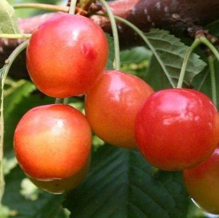 Черешня Памяти Астахова